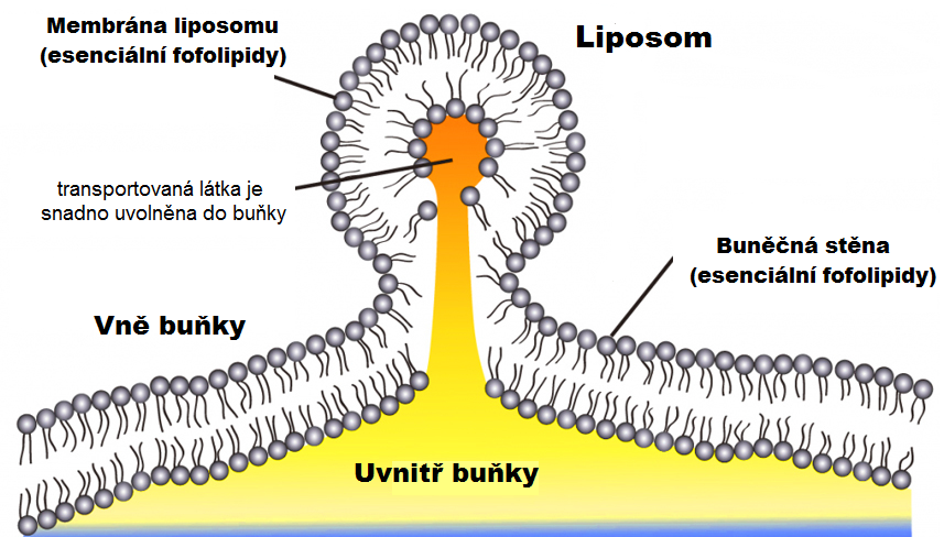 vstřebání liposomu